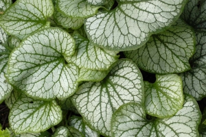 Brunnera 'Jack Frost'